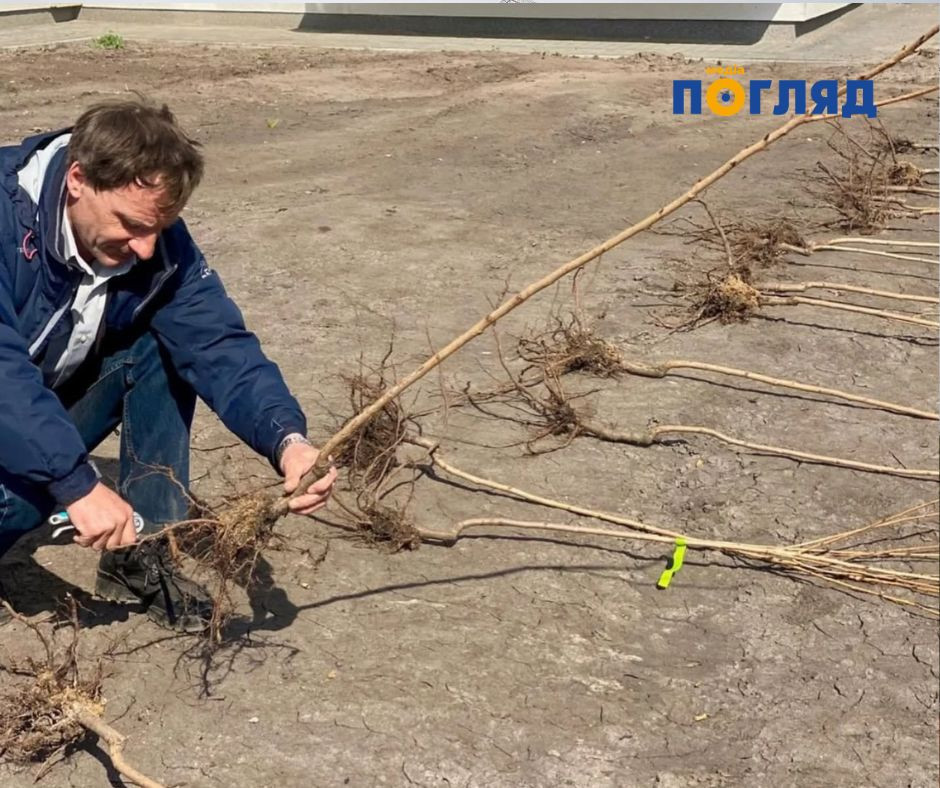 Сакури на честь загиблих захисників висадили в Бучі (ФОТО) - зображення